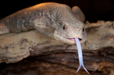 Капский варан WC (Varanus exanthematicus), M